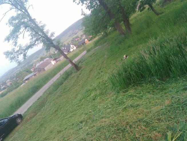 Koszenie/ cięcie żywopłotów