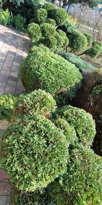 Koszenie/ cięcie żywopłotów