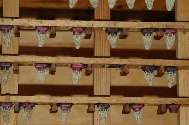 Matki pszczele na sezon 2025 krainka linia S i Prima