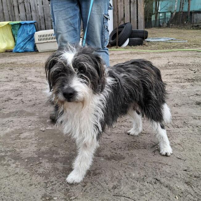 Śliczny trójłapek czeka na dom