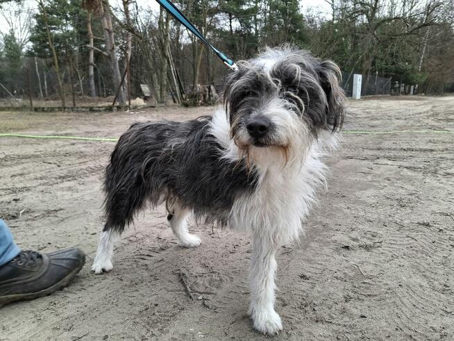 Śliczny trójłapek czeka na dom