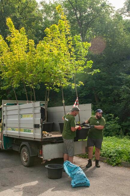 Cięcie i pielegnacja żywopłotów