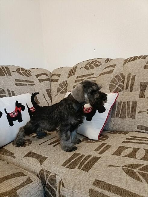 Sznaucer miniaturowy pieprz i sól FCI