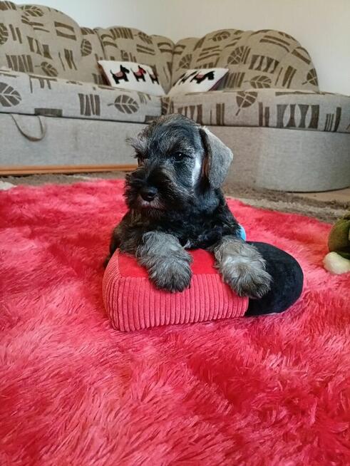 Sznaucer miniaturowy pieprz i sól FCI