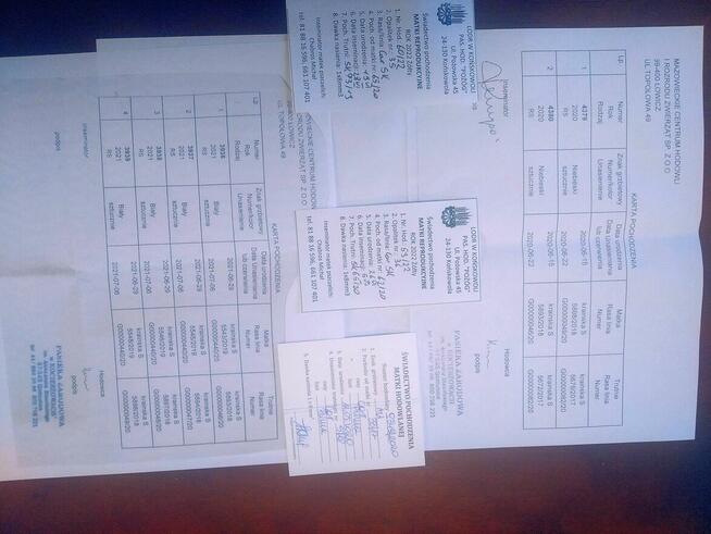 Matki pszczele na sezon 2025 krainka linia S i Prima