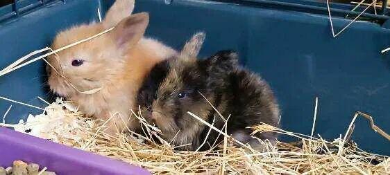Śliczne króliczki