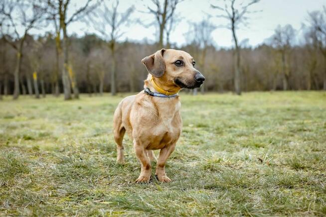 Frotek i Kropek -małe psy czekaja na dom- adopcja