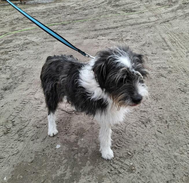 Śliczny trójłapek czeka na dom