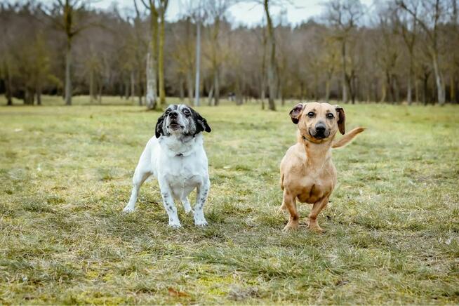 Frotek i Kropek -małe psy czekaja na dom- adopcja