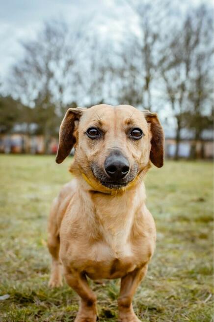 Frotek i Kropek -małe psy czekaja na dom- adopcja