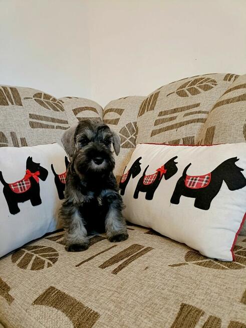 Sznaucer miniaturowy pieprz i sól FCI