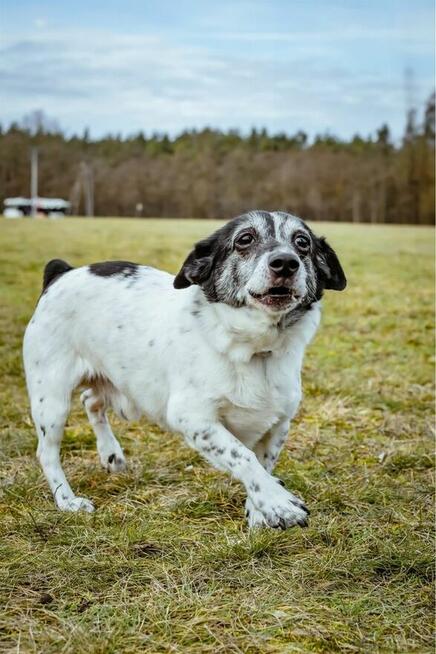 Frotek i Kropek -małe psy czekaja na dom- adopcja