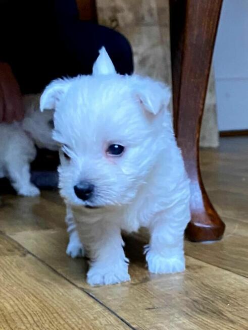 West Highland White Terrier FCI ZKwP