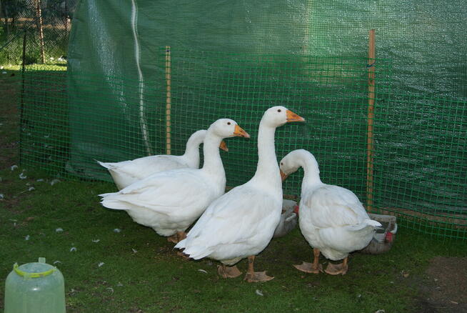 sprzedam drób z przydomowej hodowli