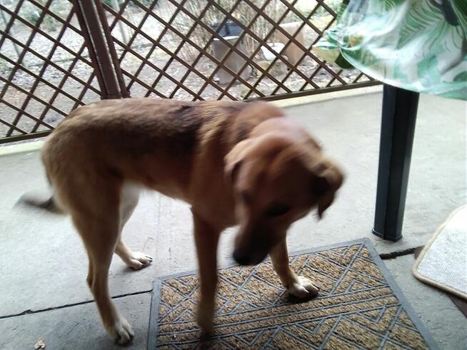 Oddam za darmo uroczą sunię.