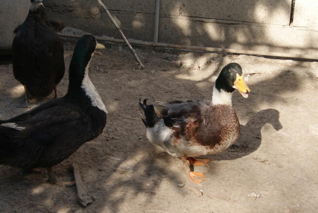 sprzedam drób z przydomowej hodowli