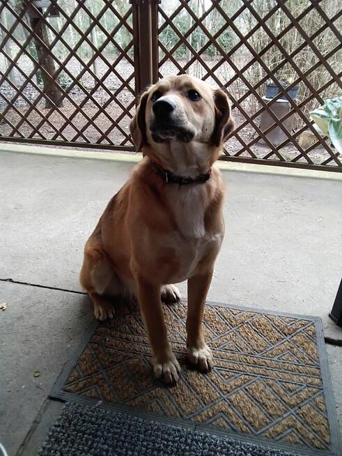 Oddam za darmo uroczą sunię.