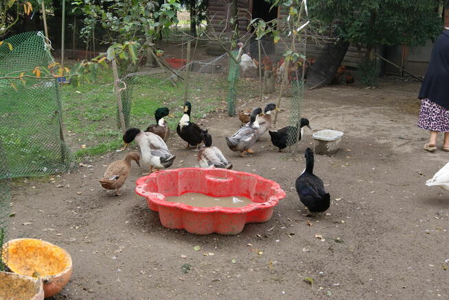 sprzedam drób z przydomowej hodowli