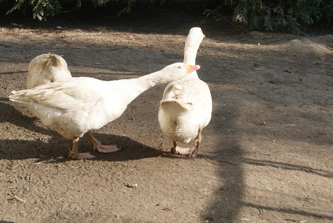 sprzedam drób z przydomowej hodowli