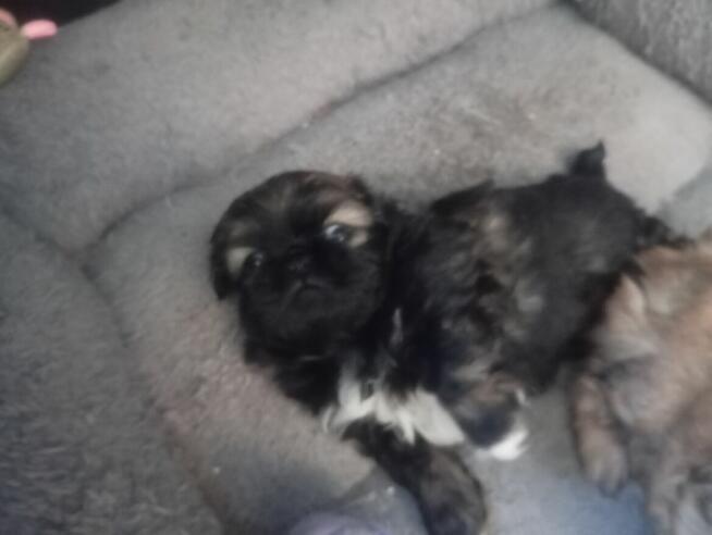 Pekińczyk szczeniaki suczka