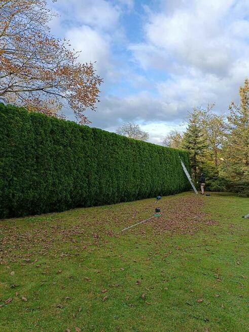 Ogrodnictwo, wycinka drzew, koszenie, wertykulacja,