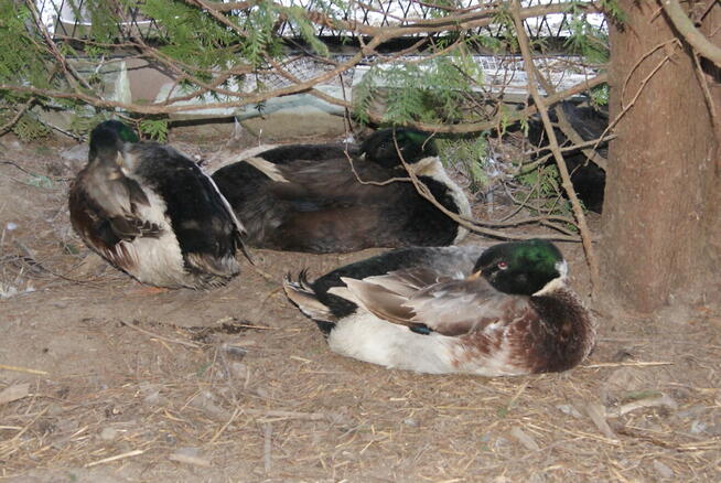 sprzedam drób z przydomowej hodowli