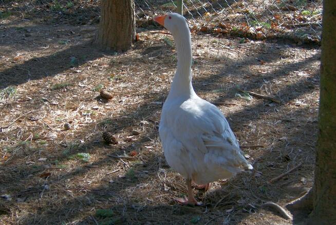 sprzedam drób z przydomowej hodowli