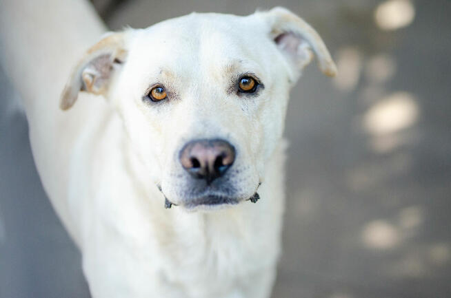 Labek - młody, niekonfliktowy LABRADOR mix!