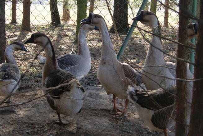 sprzedam drób z przydomowej hodowli