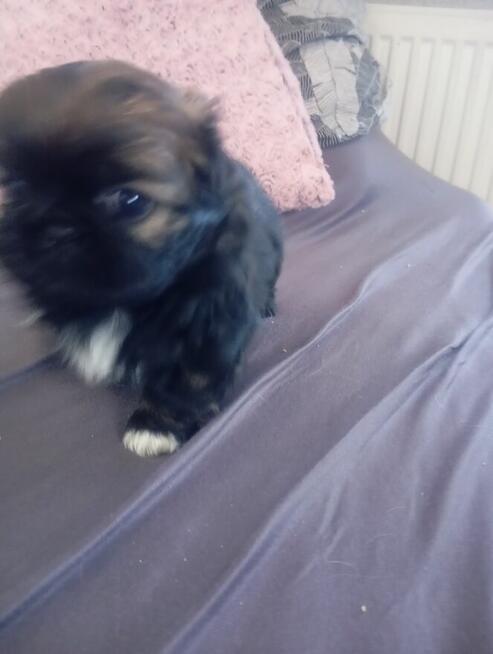 Pekińczyk szczeniaki suczka