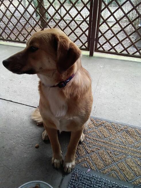 Oddam za darmo uroczą sunię.