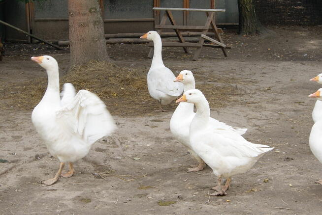 sprzedam drób z przydomowej hodowli
