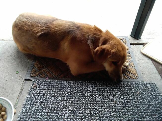 Oddam za darmo uroczą sunię.