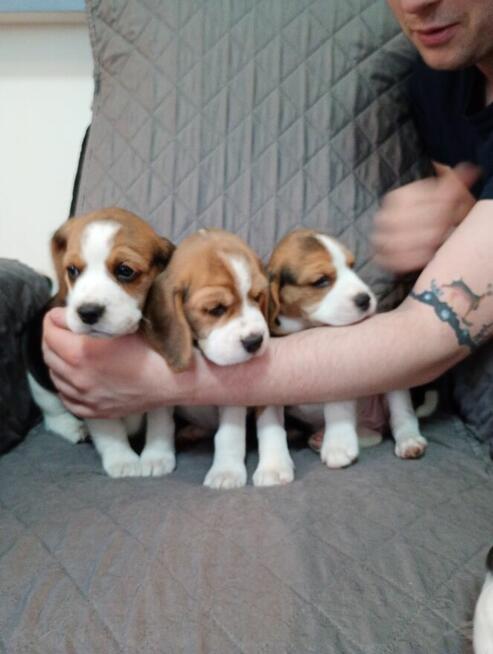 Beagle Tricolor