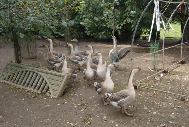 sprzedam drób z przydomowej hodowli