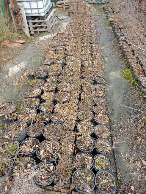 Brzoza w doniczce 2 m