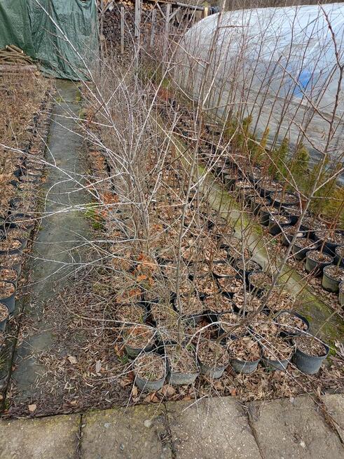 Brzoza w doniczce 2 m