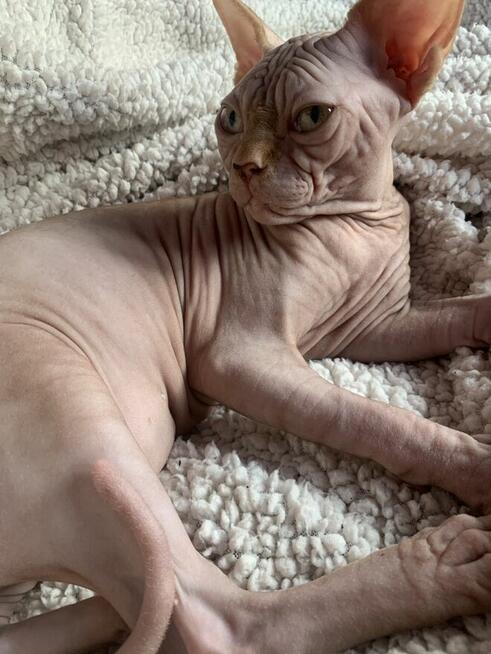 Sphynx • Sfonks i Likwidacja hodowli dorosle Kotetki • Wawa