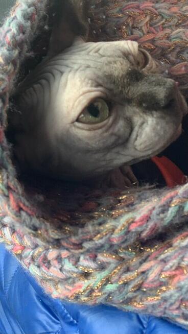 Sphynx • Sfonks i Likwidacja hodowli dorosle Kotetki • Wawa