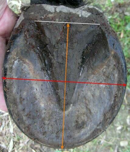 Para Butów dla Koni Skóra Bydlęca Kauczuk NOWE Cena zWysyłką