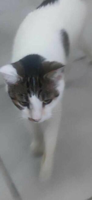 Kropeczka ok 8/9 mcz.wyjątkowa kicia czeka na kochajacy dom