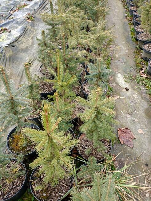 Brzoza w doniczce 2 m