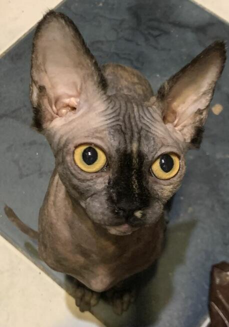 Sphynx • Sfonks i Likwidacja hodowli dorosle Kotetki • Wawa