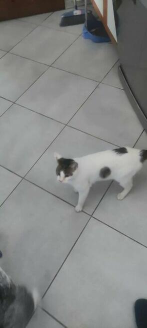 Kropeczka ok 8/9 mcz.wyjątkowa kicia czeka na kochajacy dom