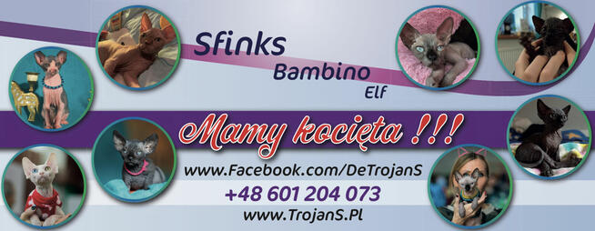 Sphynx • Sfonks i Likwidacja hodowli dorosle Kotetki • Wawa
