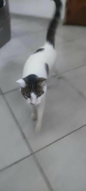 Kropeczka ok 8/9 mcz.wyjątkowa kicia czeka na kochajacy dom