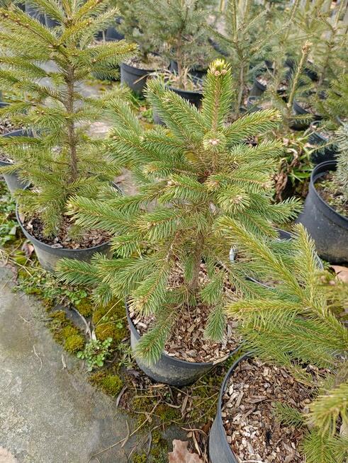 Brzoza w doniczce 2 m