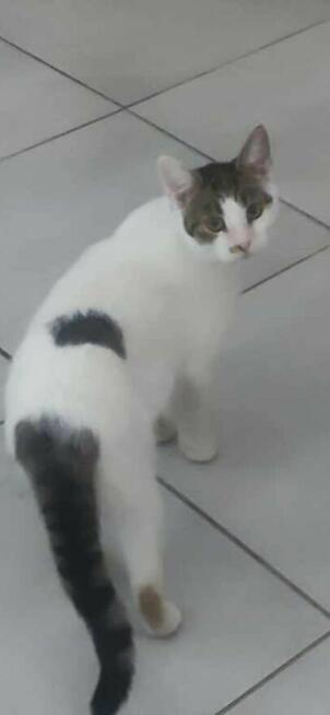 Kropeczka ok 8/9 mcz.wyjątkowa kicia czeka na kochajacy dom