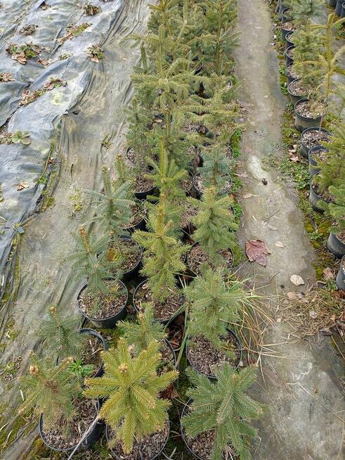 Brzoza w doniczce 2 m