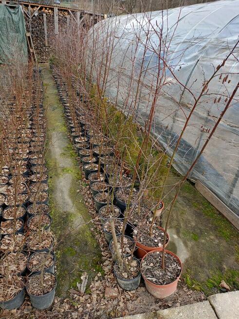 Brzoza w doniczce 2 m